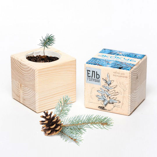 Набор для выращивания 'Wood Pine'  / Ель Голубая